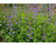 Baptisia australis  (Caspian blue)