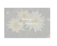 Ilex meservae Little Sensation