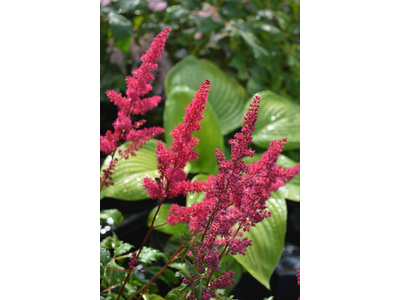 Astilbe arendsii