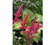 Astilbe arendsii Fanal