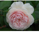 Rosa A Shropshire Lad