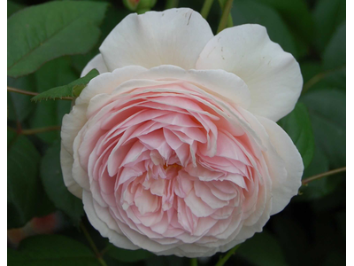 Rosa