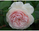 Rosa A Shropshire Lad