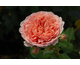 Rosa Abraham Darby