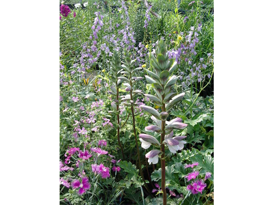 Acanthus mollis