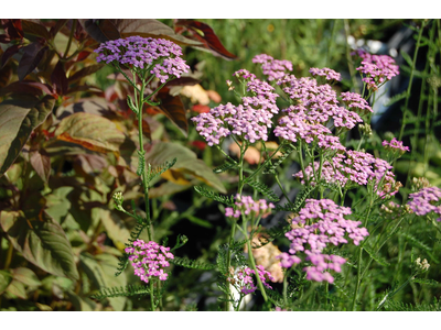 Achillea millefolium