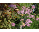 Achillea millefolium Lilac Beauty