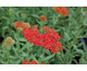 Achillea Safran