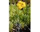 Achillea filipendulina Parker's Variety