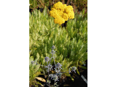 Achillea filipendulina