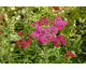 Achillea millefolium Cassis