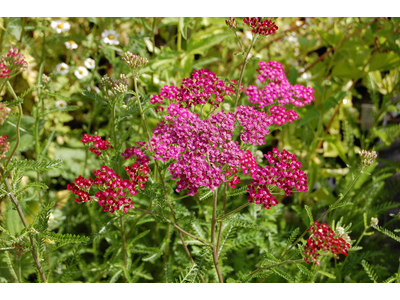 Achillea millefolium