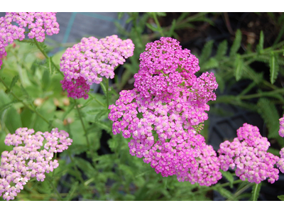 Achillea millefolium