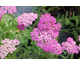 Achillea millefolium Pretty Belinda