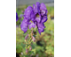 Aconitum carmichaelii Arendsii