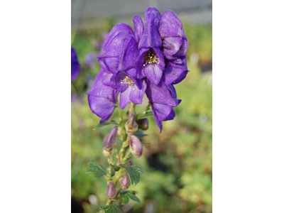 Aconitum carmichaelii