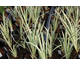 Acorus calamus Variegatus