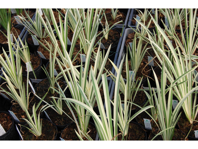 Acorus calamus