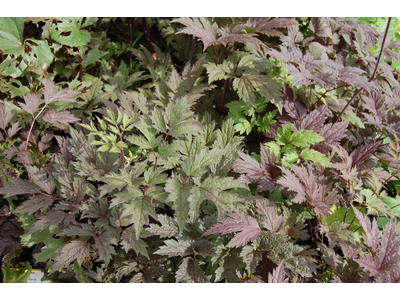 Actaea simplex