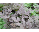 Actaea simplex Black Negligee ®