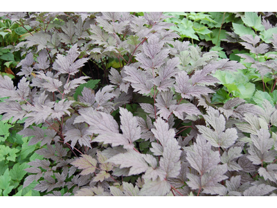 Actaea simplex