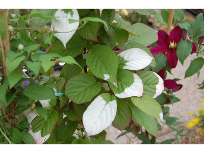 Actinidia kolomikta