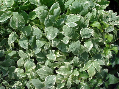 Aegopodium podagraria
