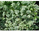 Aegopodium podagraria Variegatum