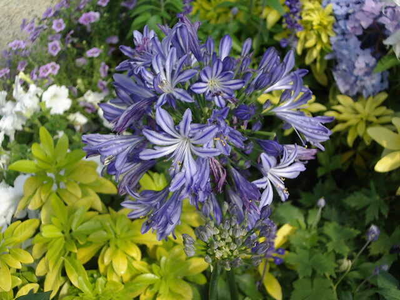 Agapanthus