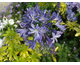 Agapanthus Blue Storm ®