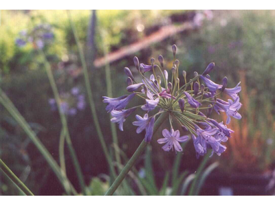 Agapanthus