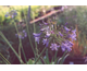 Agapanthus Blue Triumphator