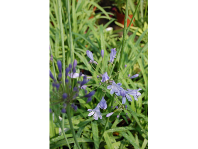 Agapanthus