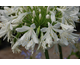 Agapanthus