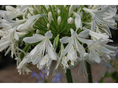 Agapanthus