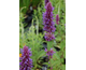 Agastache Blue Boa ®