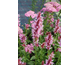 Agastache Cotton Candy ®