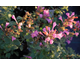 Agastache