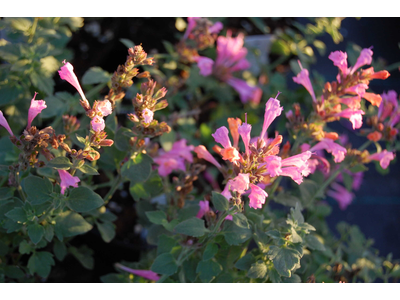 Agastache