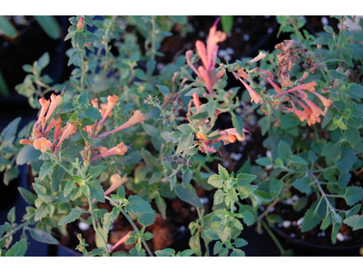 Agastache