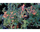 Agastache Kudos Mandarin ®