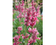 Agastache Red Fortune ®