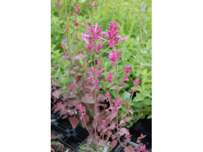 Agastache cana x barberi