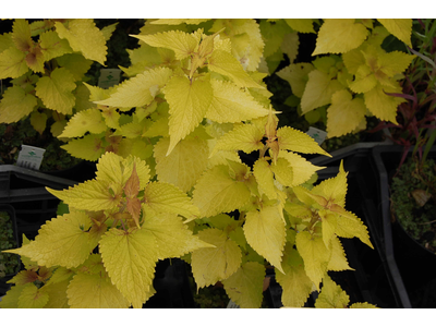 Agastache foeniculum