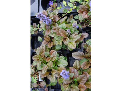 Ajuga reptans