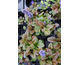 Ajuga reptans Atropurpurea