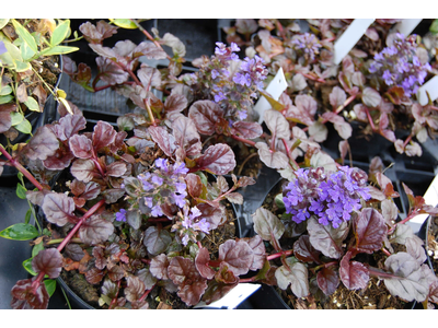 Ajuga reptans