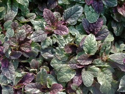 Ajuga reptans