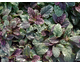 Ajuga reptans Burgundy Glow