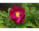Rosa Alain Blanchard